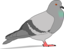 Pigeon