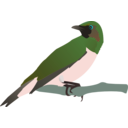 download Exotical Bird clipart image with 135 hue color