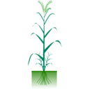 download Cereal Plant clipart image with 45 hue color