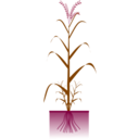 download Cereal Plant clipart image with 270 hue color