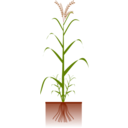 download Cereal Plant clipart image with 315 hue color