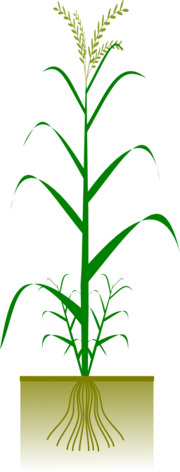 Cereal Plant