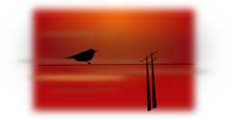 Bird On Wire