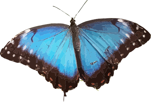 Morpho Peleides