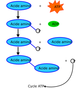 Proteine