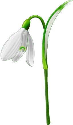 Snowdrop Galanthus Nivalis