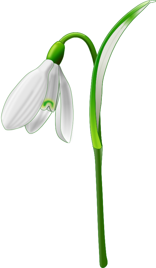 Snowdrop Galanthus Nivalis