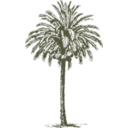 download Date Palm clipart image with 315 hue color