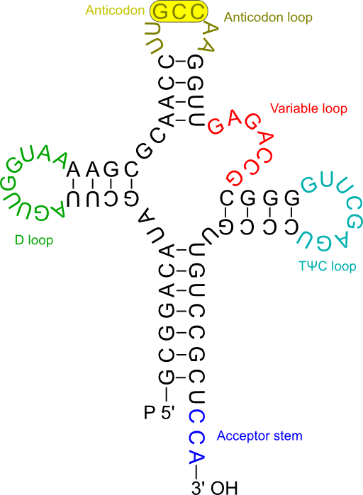 Transfer Rna 2