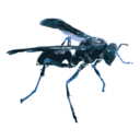 download Wasp 16c clipart image with 180 hue color