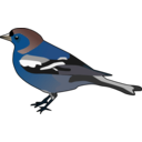 download Male Chaffinch clipart image with 180 hue color