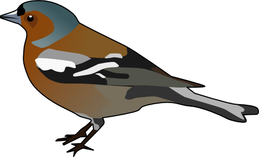 Male Chaffinch