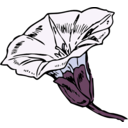 download Bindweed clipart image with 180 hue color