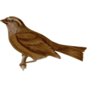 download Carpodacus Edwardsii clipart image with 0 hue color