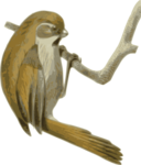 Paradoxornis Verreauxi