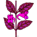 download Ku Impatiens Capensis clipart image with 270 hue color