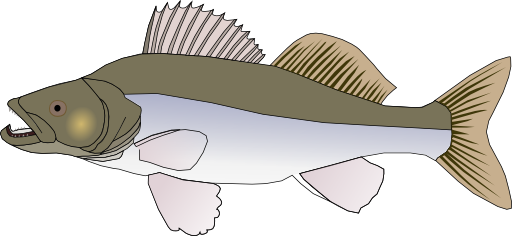 Pikeperch