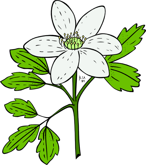 Ku Anemone Piperi