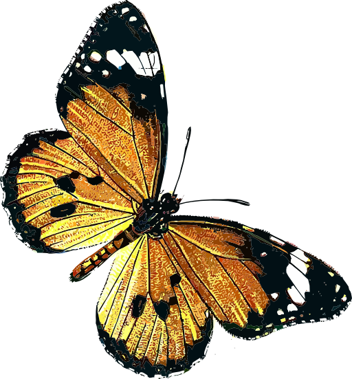 Danaus Chrysippus