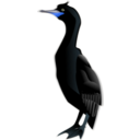 download Cormorant clipart image with 180 hue color