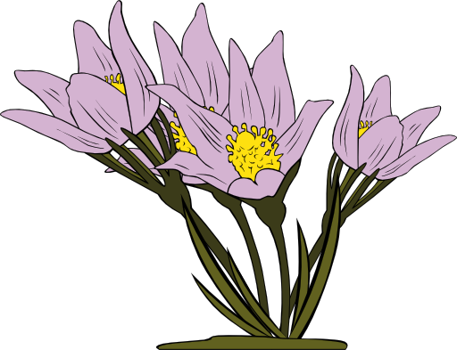 Anemone Patens