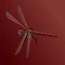 download Blue Dragonfly clipart image with 135 hue color