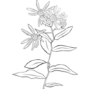 download Aster Conspicuus clipart image with 180 hue color