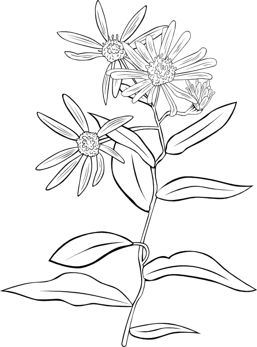 Aster Conspicuus