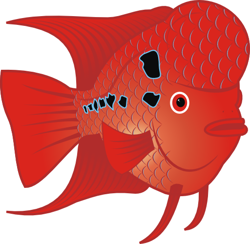 Flowerhorn Fish 2