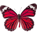 download Danaus Genutia clipart image with 315 hue color