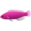download Aquarium Fish Cirrhilabrus Jordani clipart image with 315 hue color