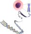 Chromosomes Deconstructed