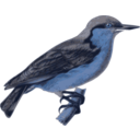 download Sitta Europaea Sinensis clipart image with 180 hue color