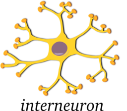 Neuron Interneuron