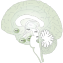 download Brain clipart image with 45 hue color