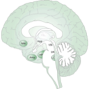 download Brain clipart image with 90 hue color