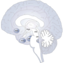 download Brain clipart image with 180 hue color