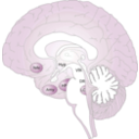 download Brain clipart image with 270 hue color