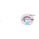 download Manatee Amazon Peixe Boi clipart image with 180 hue color