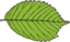 Bi Serrate Leaf