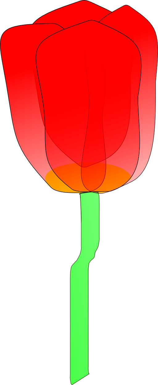 Tulip