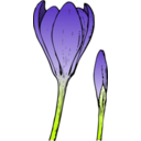 download Colored Crocus 1 clipart image with 315 hue color