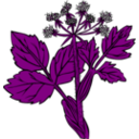 download Heraculeum Lanatum clipart image with 180 hue color