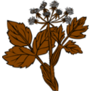 download Heraculeum Lanatum clipart image with 270 hue color