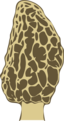 Morel Mushroom