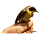 Yellowthroat Bird