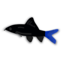 download Aquarium Fish Epalzeorhynchos clipart image with 225 hue color