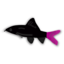download Aquarium Fish Epalzeorhynchos clipart image with 315 hue color