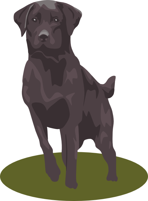 Black Lab