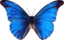 Morpho Rhetenor